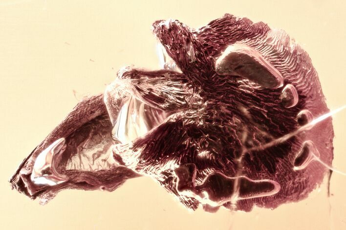 Detailed Fossil Pine Cone Scale In Baltic Amber #321904